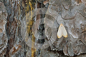 Male Buff footman, Eilema depressum on pine bark