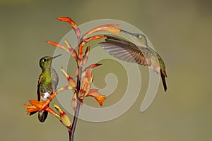 A male Buff-tailed Coronets is perched on a Heliconia flower while the female feeds in flight - Ecuador photo