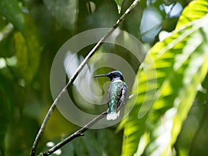 Male Buff-Winged Starfrontlet, Coeligena lutetiae, Mindo, Ecuador