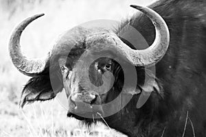 Male buffalo