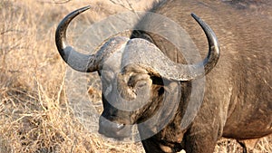 Male Buffalo Close-up