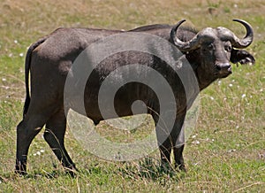 Male Buffalo, Kenya photo