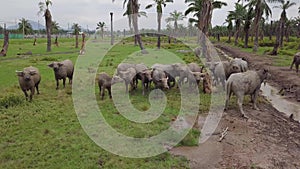 Male buffalo trying to mate in front of herd of buffaloes