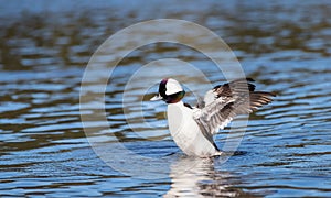 A male bufflehead diving duck ` Bucephala albeola `