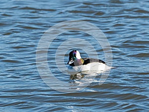 Male Bufflehead Duck