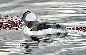 Male Bufflehead Duck Lake Washington Kirkland Washington