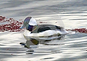 Male Bufflehead Duck Lake Washington Kirkland Washington