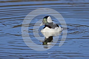 Male bufflehead duck in water