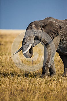 Male bull elephant