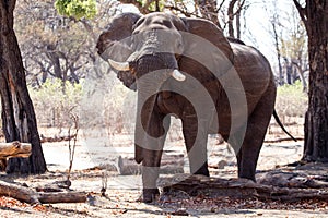 Male Bull Elephant - Chobe N.P. Botswana, Africa