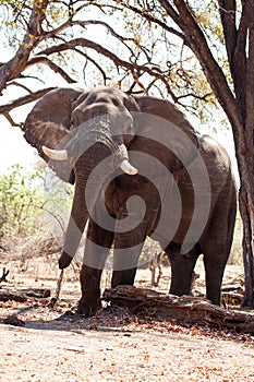 Male Bull Elephant - Chobe N.P. Botswana, Africa