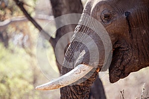 Male Bull Elephant - Chobe N.P. Botswana, Africa