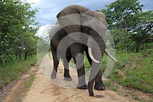 Male Bull Elephant in Hwage National Park, Zimbabwe, Elephant, Tusks, Elephant`s Eye Lodge