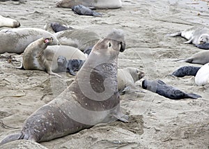 Male bull elephant seal posturing asserting dominance against other males