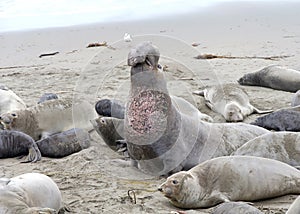 Male bull elephant seal posturing asserting dominance against other males