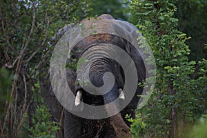 Male Bull Elephant Throwing Mud in Hwage National Park, Zimbabwe, Elephant, Tusks, Elephant`s Eye Lodge