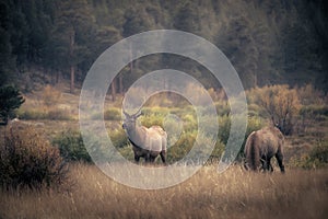 Male bull elk grazing at Moraine Park in Rocky Mountain National Park at dusk