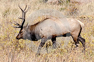 Male Bull Elk in Rocky Mountain National Park during Rut Season