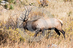 Male Bull Elk in Rocky Mountain National Park during Rut Season