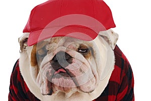 Male bulldog