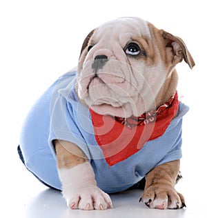 male bulldog puppy