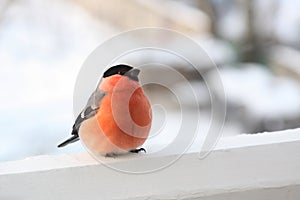 Male of bullfinch.