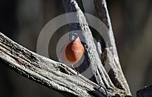 Male bullfinch perched on a branch in the woods