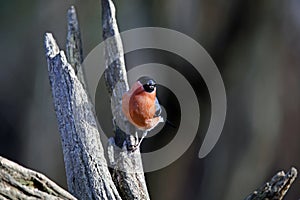 Male bullfinch perched on a branch in the woods