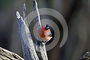 A male bullfinch perched on a log