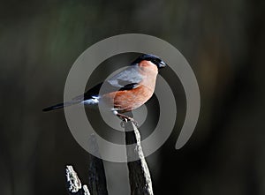 A male bullfinch perched on a log