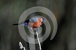 A male bullfinch perched on a log