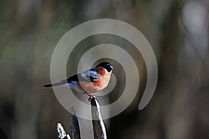 A male bullfinch perched on a log