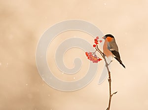 A male Bullfinch feeds on berries photo