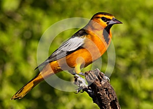 Male Bullock's Oriole