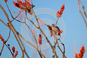Male Bullock`s Oriole in a flowering Ocotillo in spring in the Sonoran Desert of southern Arizona