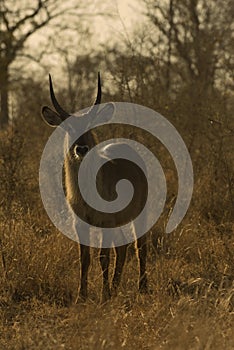 Male bushbuck