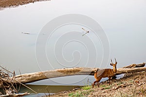 Male bushbuck on banks of luangwa river near the national park in zambia