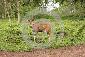 Male Bushbuck in the Forest photo