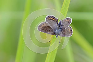 Male butterfly lycaena icarus sits on the grass