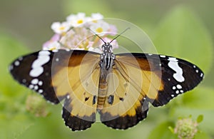 Male butterfly Plain Tiger Danaus chrysippus photo
