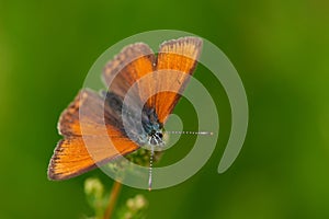 Male Butterfly purple-edged copper