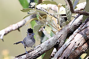 male of Caatinga Antshrike (Thamnophilus capistratus) perched on a branch