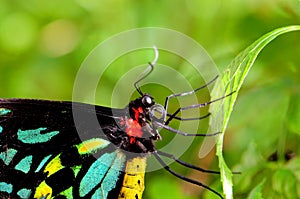 Male Cairns Birdwing butterfly