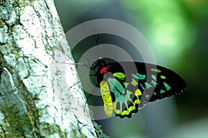 Male Cairns Birdwing butterfly in aviary