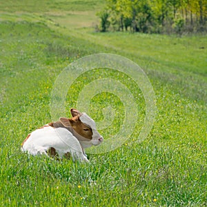 Male calf lies on green grass in a meadow. White brown cow in pasture in springtime