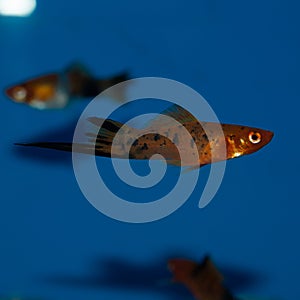 Male Calico Swordtail fish