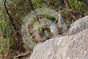 Male California Quail bird posing at a rock in Abel Tasman National Park