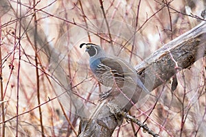 Male California quail (Callipepla californica) perched on a tree branch, visible through stems