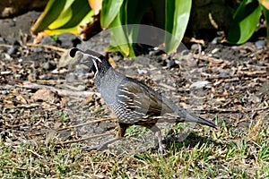 Male California quail in New Zealand