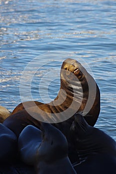 Male California sealion Zalophus californianus at pier 39